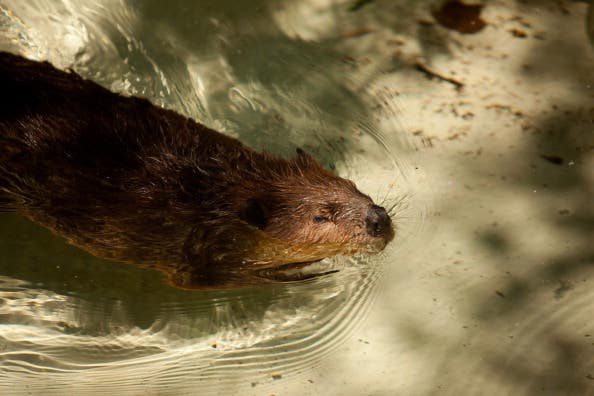 Washington's National Zoo Previews "American Trail" Exhibit