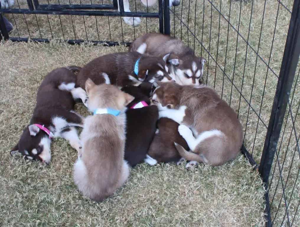 Husky puppies sleeping