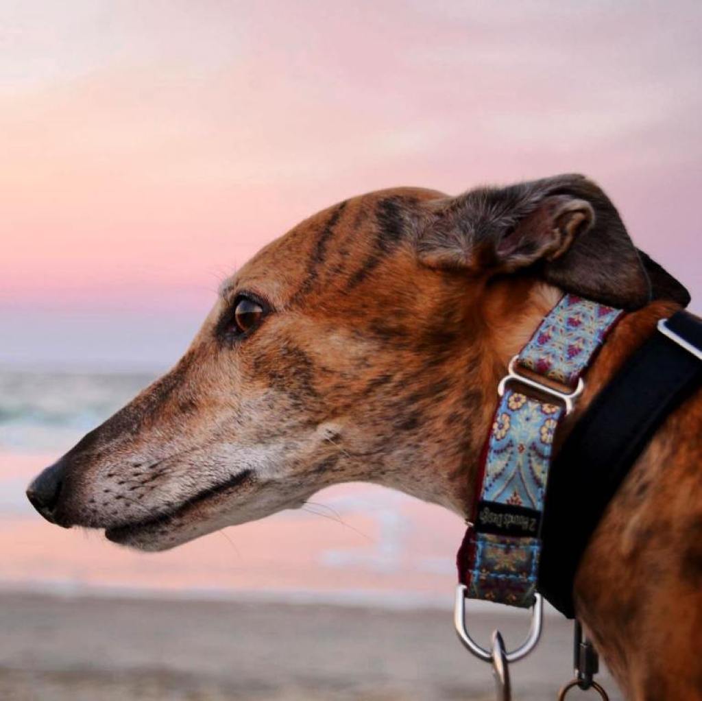 brindle greyhound on the beach at sunset